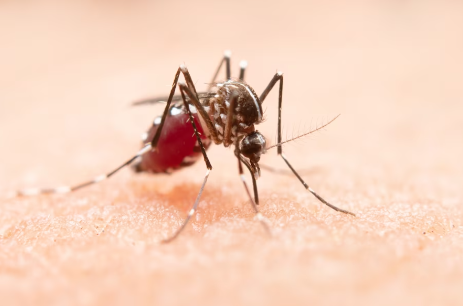 Cómo Evitar Picaduras de Mosquitos: Riesgos y Estrategias de Prevención
