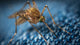 Mosquito — prevención de dengue, zika y malaria, Día Mundial del Mosquito