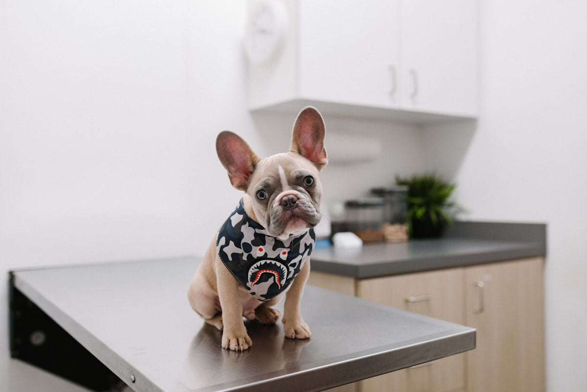 Perro doméstico en consulta veterinaria, contexto de vacunación antirrábica