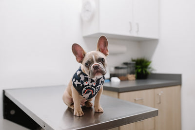 Perro doméstico en consulta veterinaria, contexto de vacunación antirrábica