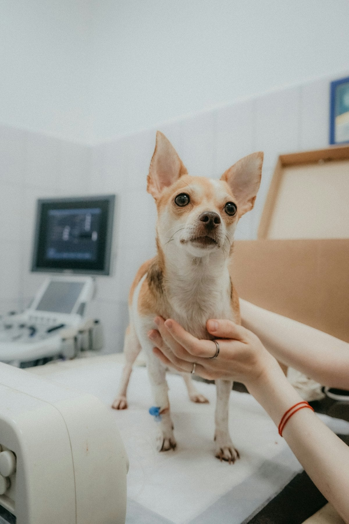 Persona con su mascota — prevención de zoonosis, Día Mundial de las Zoonosis