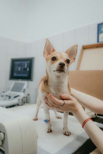 Persona con su mascota — prevención de zoonosis, Día Mundial de las Zoonosis