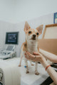 Persona con su mascota — prevención de zoonosis, Día Mundial de las Zoonosis