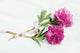 Flores rosadas con una cinta rosa sobre fondo blanco