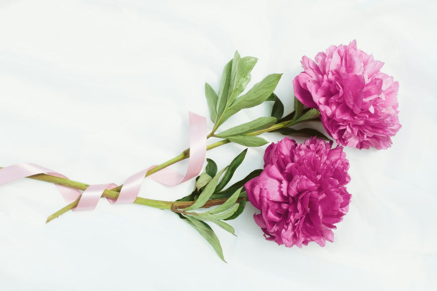 Flores rosadas con una cinta rosa sobre fondo blanco