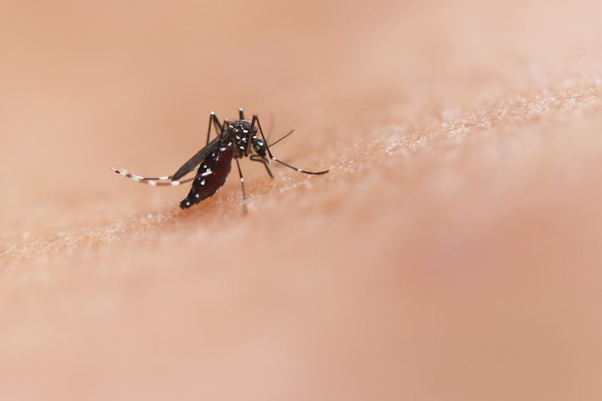 Mosquito sobre la piel — prevención del dengue en temporada de lluvias