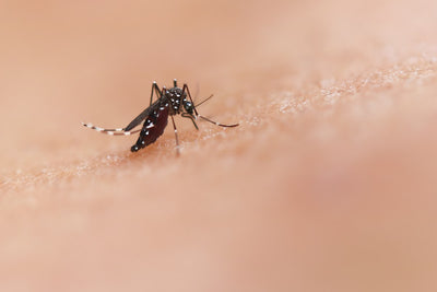 Mosquito sobre la piel — prevención del dengue en temporada de lluvias