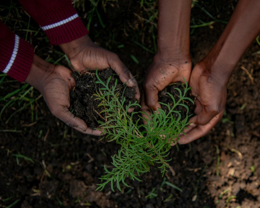 Manos plantando una planta en la tierra